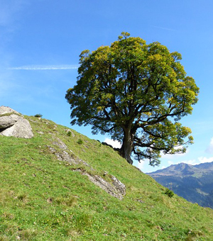 生产管理系统的DDOS压力测试网页端